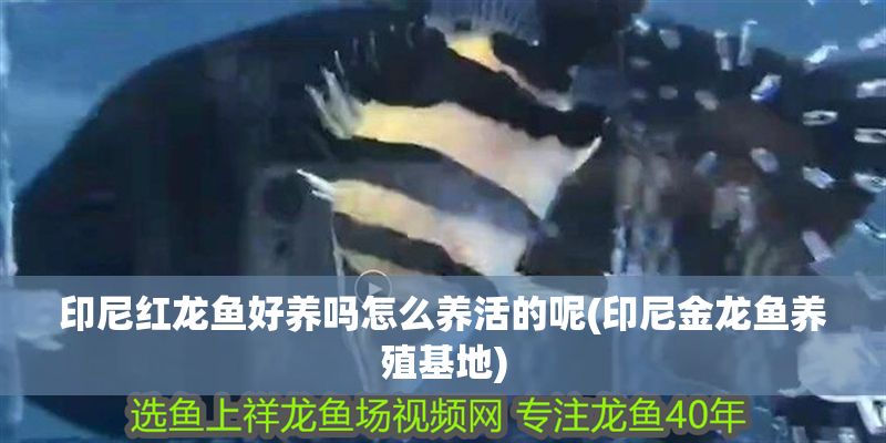 印尼紅龍魚好養(yǎng)嗎怎么養(yǎng)活的呢(印尼金龍魚養(yǎng)殖基地)