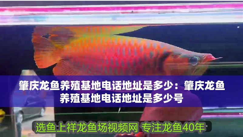 肇慶龍魚養殖基地電話地址是多少：肇慶龍魚養殖基地電話地址是多少號