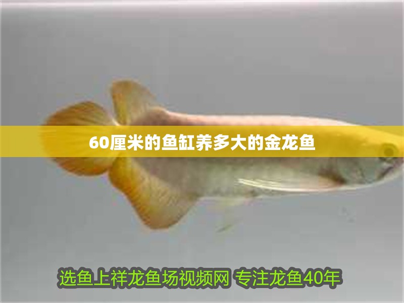 60厘米的魚缸養(yǎng)多大的金龍魚