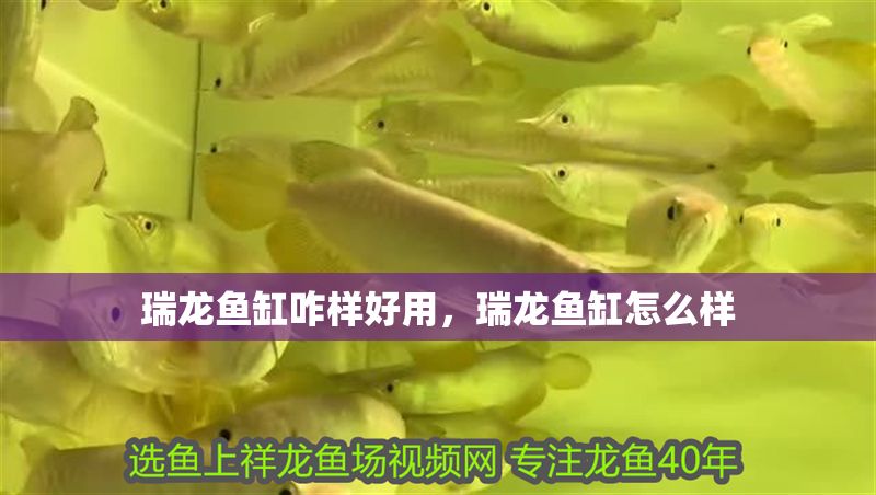 瑞龍魚缸咋樣好用，瑞龍魚缸怎么樣