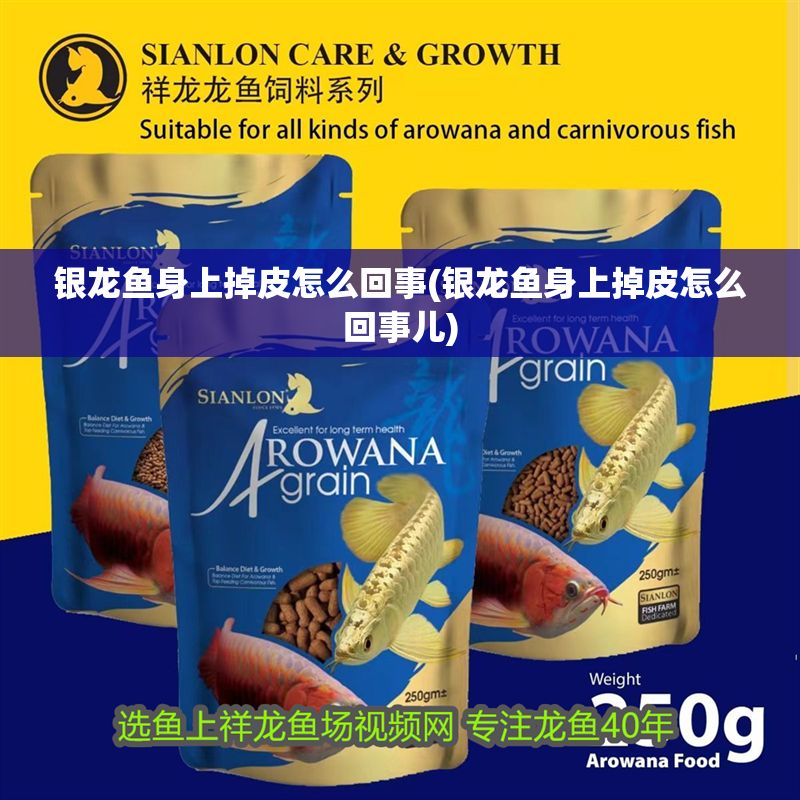 銀龍魚身上掉皮怎么回事(銀龍魚身上掉皮怎么回事兒)