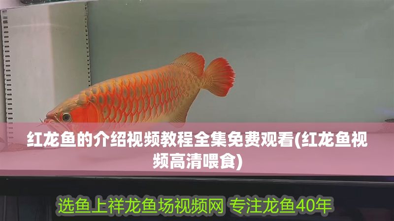 紅龍魚的介紹視頻教程全集免費觀看(紅龍魚視頻高清喂食)