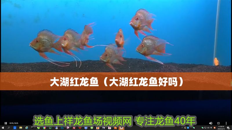 大湖紅龍魚（大湖紅龍魚好嗎）