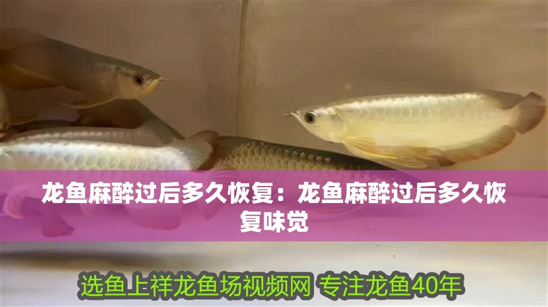 龍魚(yú)麻醉過(guò)后多久恢復(fù)：龍魚(yú)麻醉過(guò)后多久恢復(fù)味覺(jué)
