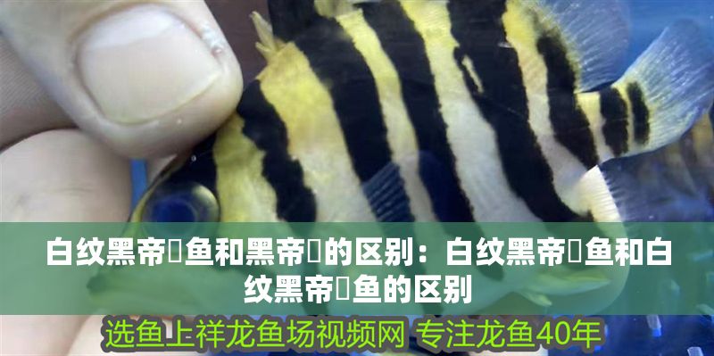 白紋黑帝魟魚和黑帝魟的區別：白紋黑帝魟魚和白紋黑帝魟魚的區別