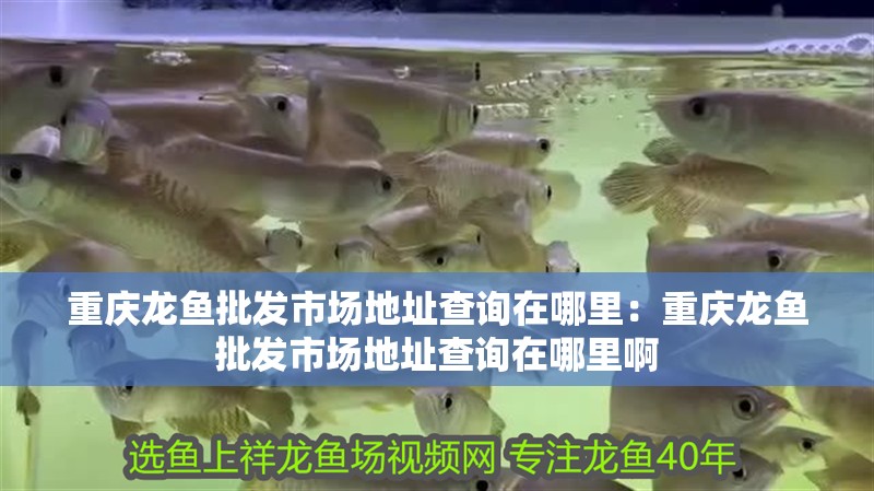 重慶龍魚批發市場地址查詢在哪里：重慶龍魚批發市場地址查詢在哪里啊