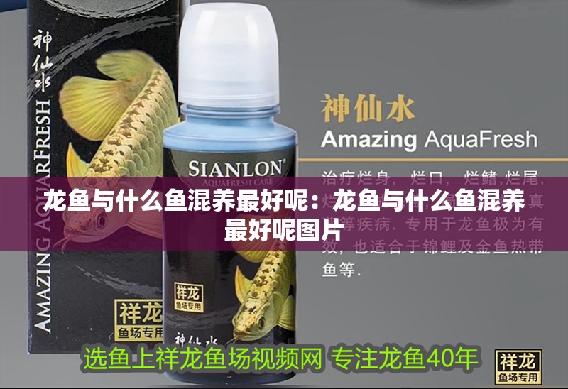 龍魚與什么魚混養最好呢：龍魚與什么魚混養最好呢圖片