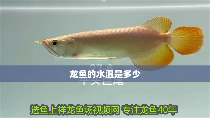 龍魚(yú)的水溫是多少