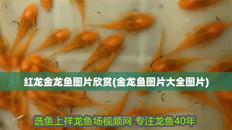 紅龍金龍魚圖片欣賞(金龍魚圖片大全圖片)
