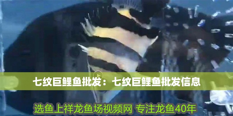 龍魚干蝦有營養(yǎng)嗎 七紋巨鯉魚批發(fā):七紋巨鯉魚批發(fā)信息 龍魚百科 七紋巨鯉魚批發(fā):七紋巨鯉魚批發(fā)信息 七紋巨鯉魚批發(fā):七紋巨鯉魚批發(fā)信息 龍魚百科
