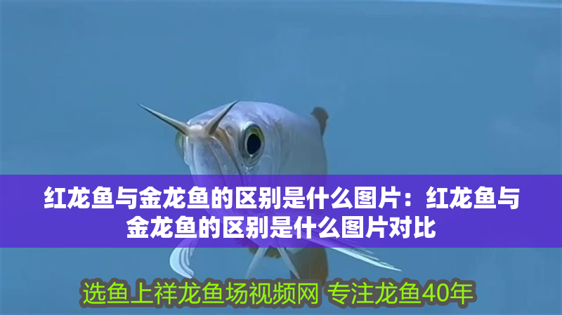 紅龍魚與金龍魚的區別是什么圖片：紅龍魚與金龍魚的區別是什么圖片對比