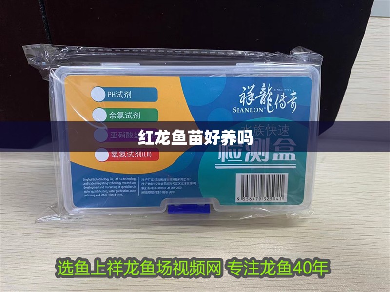 紅龍魚苗好養(yǎng)嗎