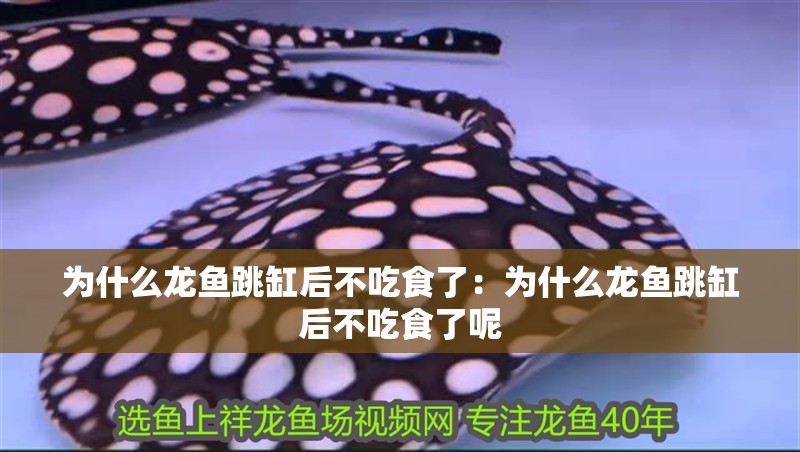 為什么龍魚跳缸后不吃食了：為什么龍魚跳缸后不吃食了呢