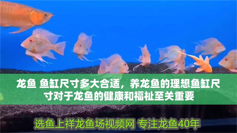 龍魚(yú) 魚(yú)缸尺寸多大合適，養(yǎng)龍魚(yú)的理想魚(yú)缸尺寸對(duì)于龍魚(yú)的健康和福祉至關(guān)重要