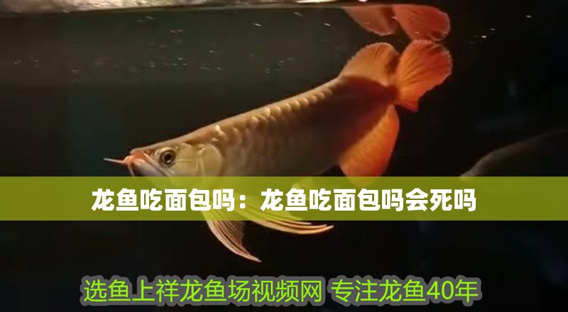 龍魚(yú)吃面包嗎：龍魚(yú)吃面包嗎會(huì)死嗎