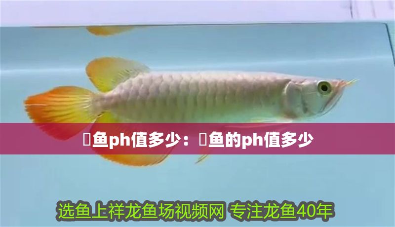 魟魚ph值多少：魟魚的ph值多少