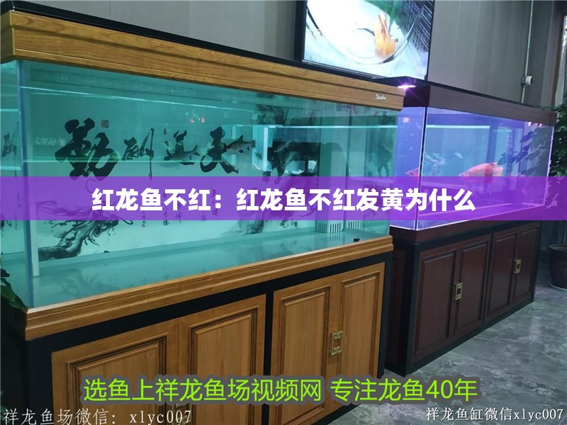 紅龍魚不紅：紅龍魚不紅發黃為什么