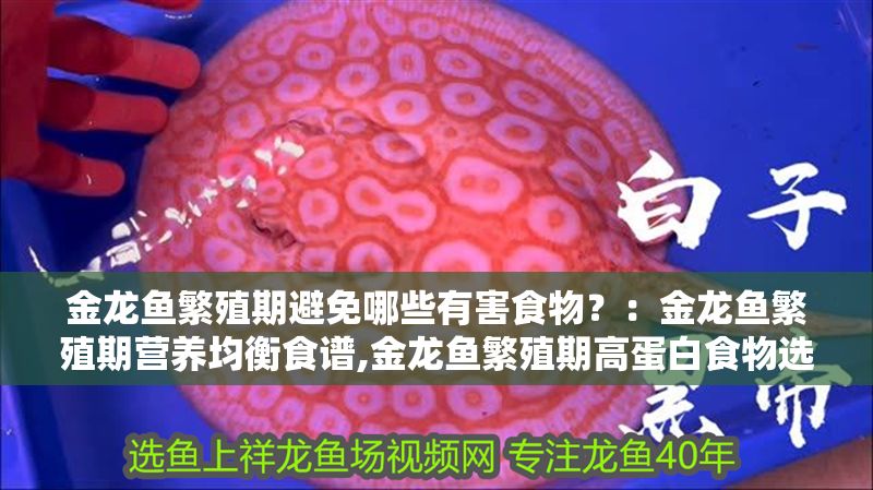 金龍魚繁殖期避免哪些有害食物？：金龍魚繁殖期營養均衡食譜,金龍魚繁殖期高蛋白食物選擇