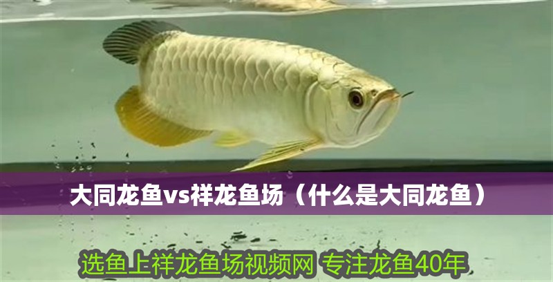 大同龍魚vs祥龍魚場（什么是大同龍魚）