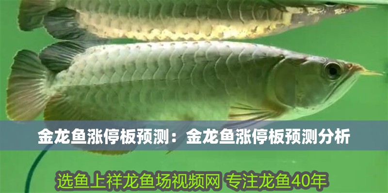 金龍魚漲停板預測:金龍魚漲停板預測分析 水族問答 金龍魚漲停板預測:金龍魚漲停板預測分析 金龍魚漲停板預測:金龍魚漲停板預測分析 水族問答