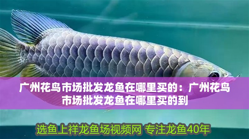 廣州花鳥市場批發龍魚在哪里買的：廣州花鳥市場批發龍魚在哪里買的到