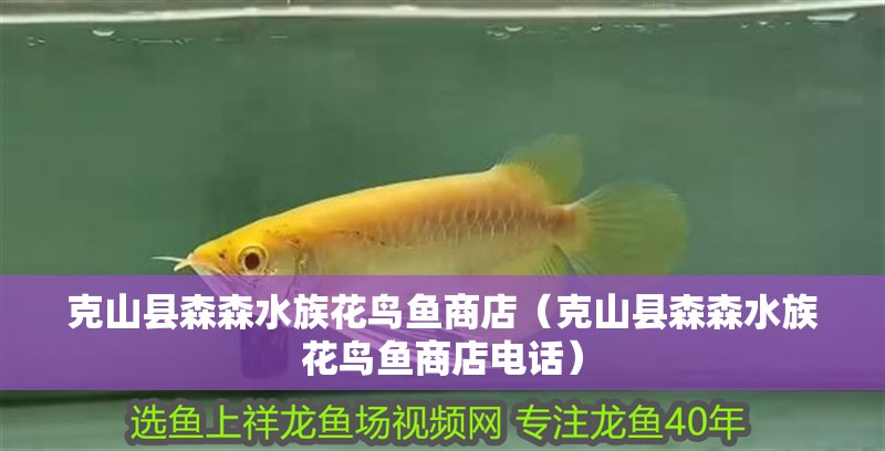 克山縣森森水族花鳥魚商店（克山縣森森水族花鳥魚商店電話）