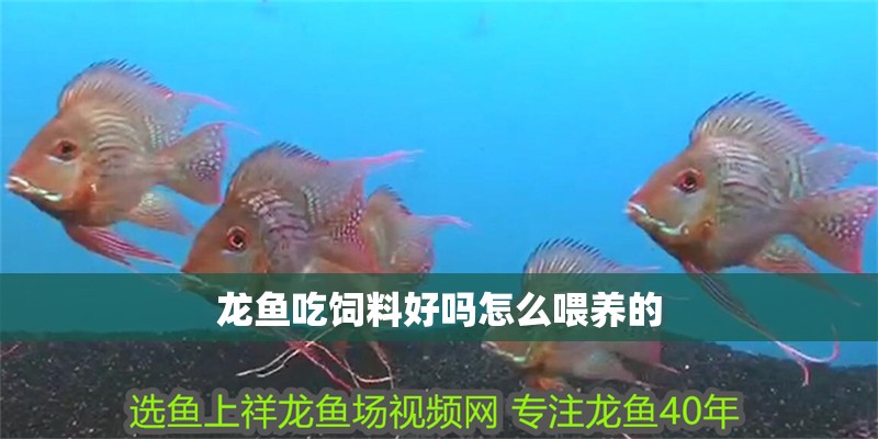 龍魚吃飼料好嗎怎么喂養的