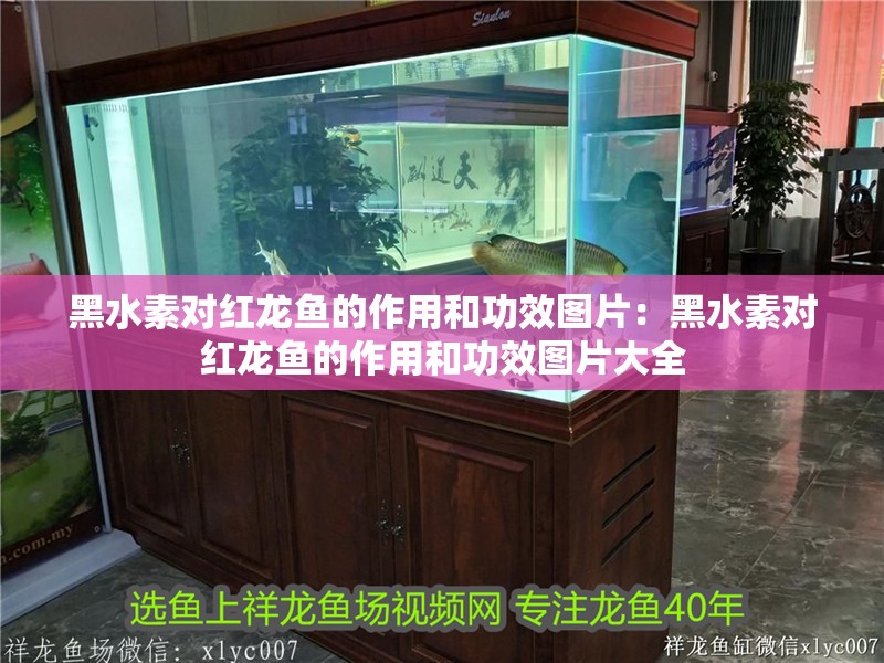 黑水素對(duì)紅龍魚的作用和功效圖片：黑水素對(duì)紅龍魚的作用和功效圖片大全