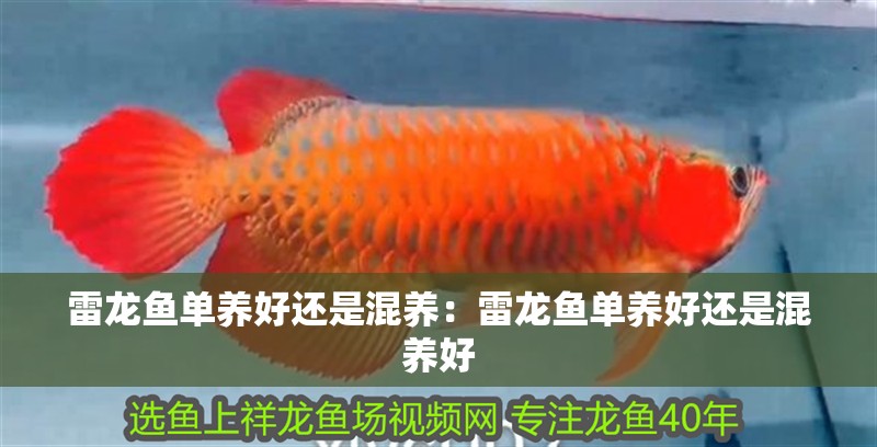 雷龍魚單養(yǎng)好還是混養(yǎng)：雷龍魚單養(yǎng)好還是混養(yǎng)好