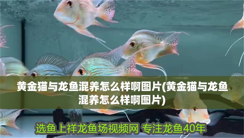 黃金貓與龍魚混養怎么樣啊圖片(黃金貓與龍魚混養怎么樣啊圖片)