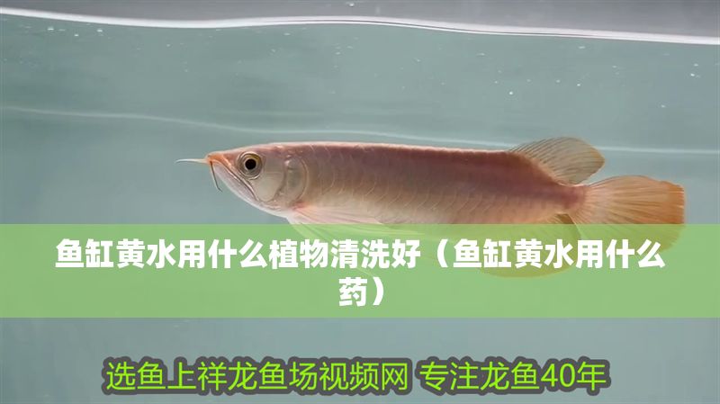 魚缸黃水用什么植物清洗好（魚缸黃水用什么藥）
