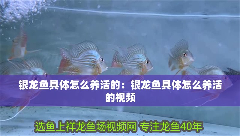 銀龍魚具體怎么養活的：銀龍魚具體怎么養活的視頻