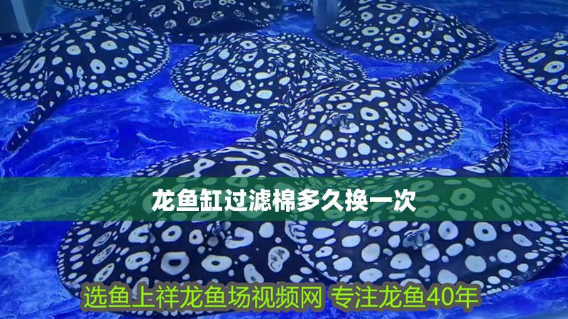 龍魚缸過濾棉多久換一次