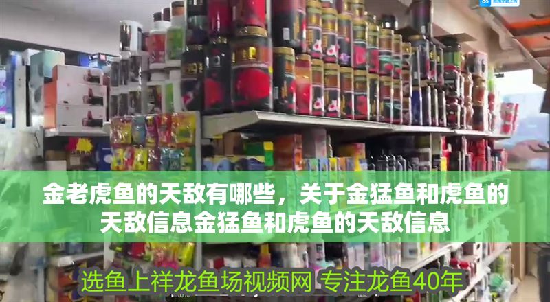 金老虎魚的天敵有哪些，關于金猛魚和虎魚的天敵信息金猛魚和虎魚的天敵信息