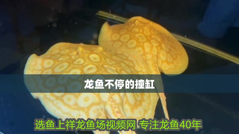 龍魚不停的撞缸