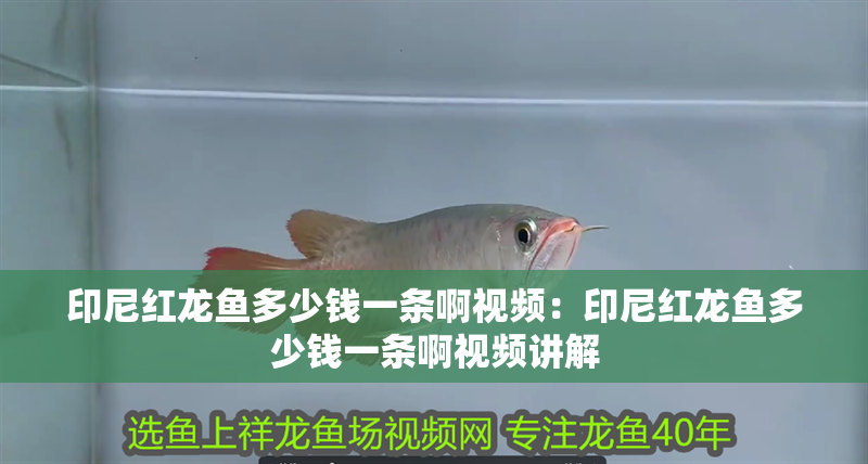 印尼紅龍魚多少錢一條啊視頻：印尼紅龍魚多少錢一條啊視頻講解