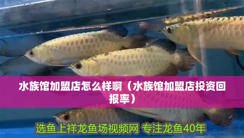水族館加盟店怎么樣啊(水族館加盟店投資回報(bào)率) 水族館百科(水族館加盟) 第1張 水族館加盟店怎么樣啊(水族館加盟店投資回報(bào)率) 水族館加盟店怎么樣啊(水族館加盟店投資回報(bào)率) 水族館百科(水族館加盟) 第1張