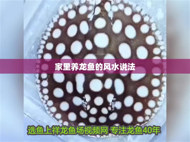 家里養龍魚的風水說法