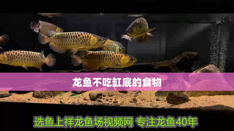 龍魚不吃缸底的食物 龍魚不吃缸底的食物 龍魚百科 第2張
