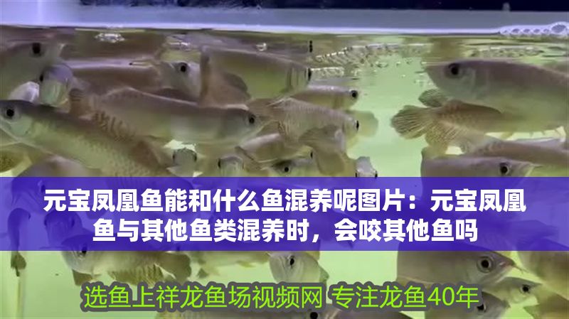 元寶鳳凰魚能和什么魚混養(yǎng)呢圖片：元寶鳳凰魚與其他魚類混養(yǎng)時(shí)，會咬其他魚嗎 元寶鳳凰魚能和什么魚混養(yǎng)呢圖片：元寶鳳凰魚與其他魚類混養(yǎng)時(shí)，會咬其他魚嗎 元寶鳳凰魚百科 第1張