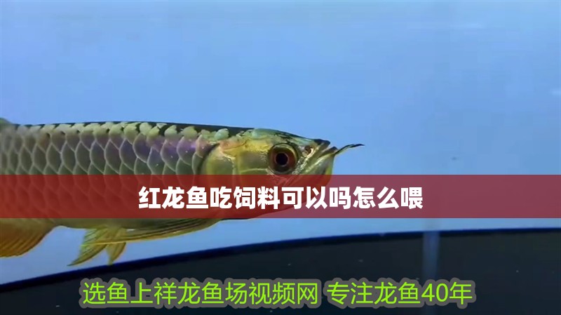 紅龍魚吃飼料可以嗎怎么喂 紅龍魚吃飼料可以嗎怎么喂 龍魚百科 第2張