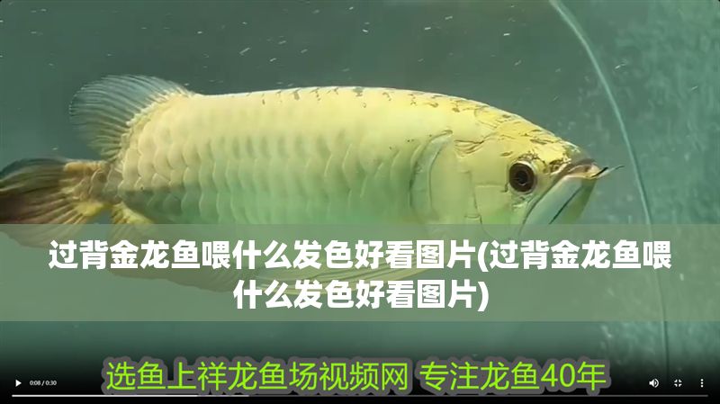 過背金龍魚喂什么發色好看圖片(過背金龍魚喂什么發色好看圖片)