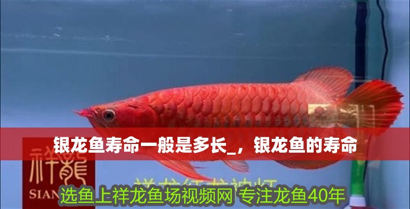 銀龍魚壽命一般是多長_，銀龍魚的壽命 銀龍魚壽命一般是多長_，銀龍魚的壽命 銀龍魚百科