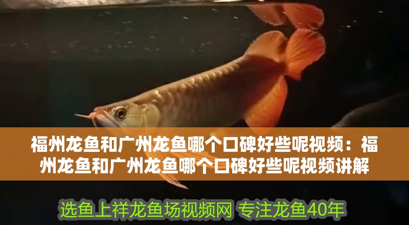 福州龍魚和廣州龍魚哪個口碑好些呢視頻：福州龍魚和廣州龍魚哪個口碑好些呢視頻講解 福州龍魚和廣州龍魚哪個口碑好些呢視頻：福州龍魚和廣州龍魚哪個口碑好些呢視頻講解 水族問答