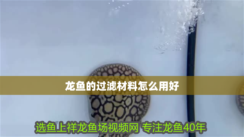 龍魚的過濾材料怎么用好 龍魚的過濾材料怎么用好 龍魚百科 第2張