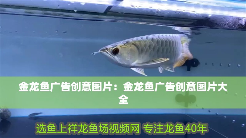 金龍魚廣告創意圖片：金龍魚廣告創意圖片大全 金龍魚廣告創意圖片：金龍魚廣告創意圖片大全 水族問答