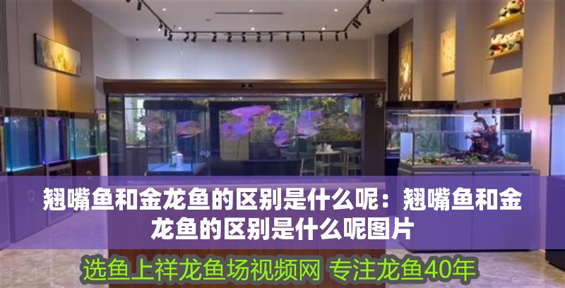 翹嘴魚和金龍魚的區別是什么呢：翹嘴魚和金龍魚的區別是什么呢圖片