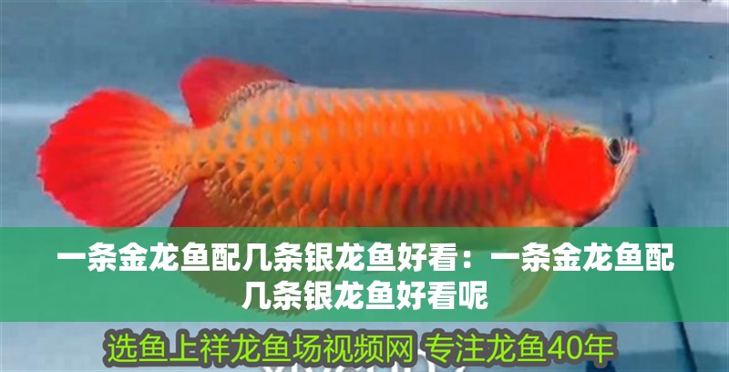 一條金龍魚配幾條銀龍魚好看：一條金龍魚配幾條銀龍魚好看呢