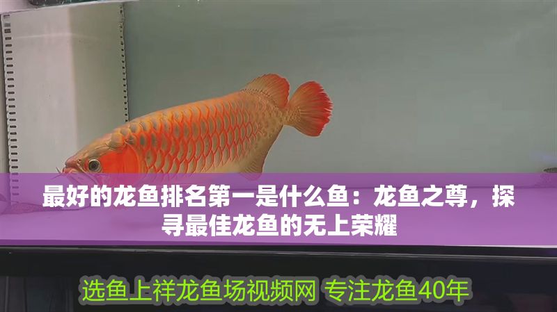 最好的龍魚排名第一是什么魚：龍魚之尊，探尋最佳龍魚的無上榮耀