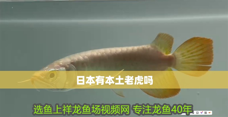 日本有本土老虎嗎
